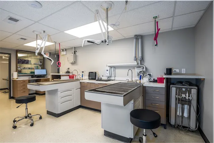 Vetique: Gold Coast & River North's Premium Veterinary Care Picture 6