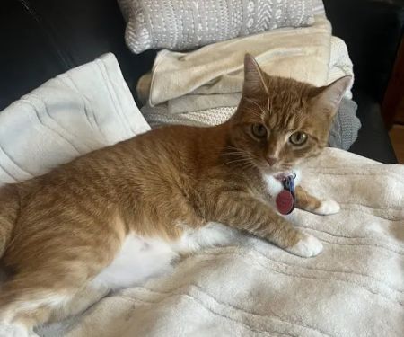 Pet Derm: Allergy, Skin, and Ear Specialists