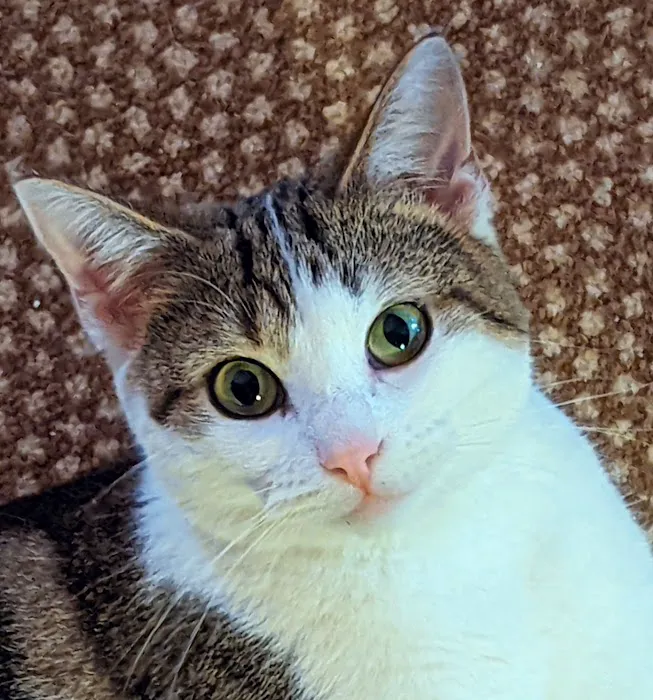 Pet Derm: Allergy, Skin, and Ear Specialists Picture 2