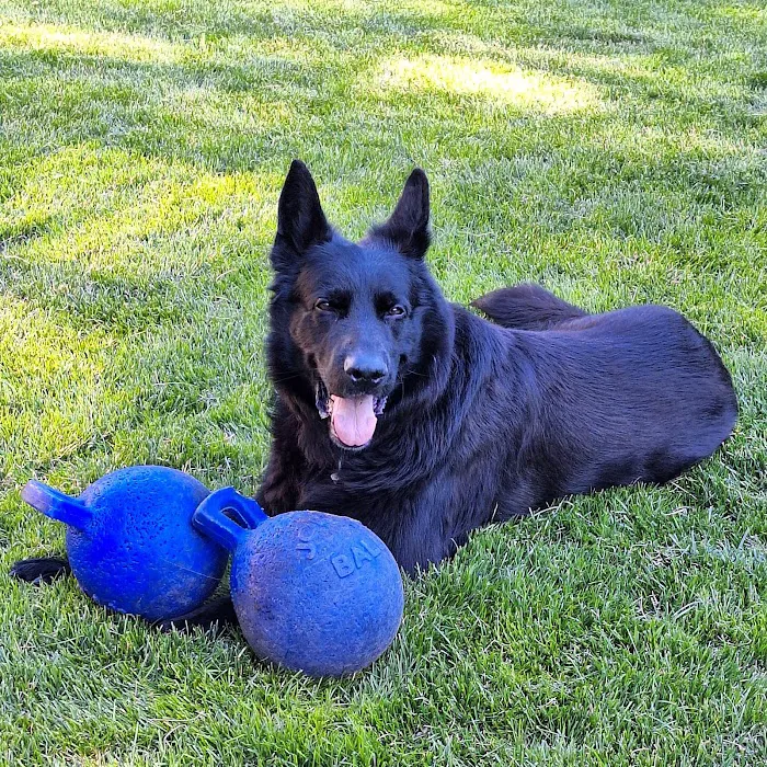 Pet Derm: Allergy, Skin, and Ear Specialists Picture 6