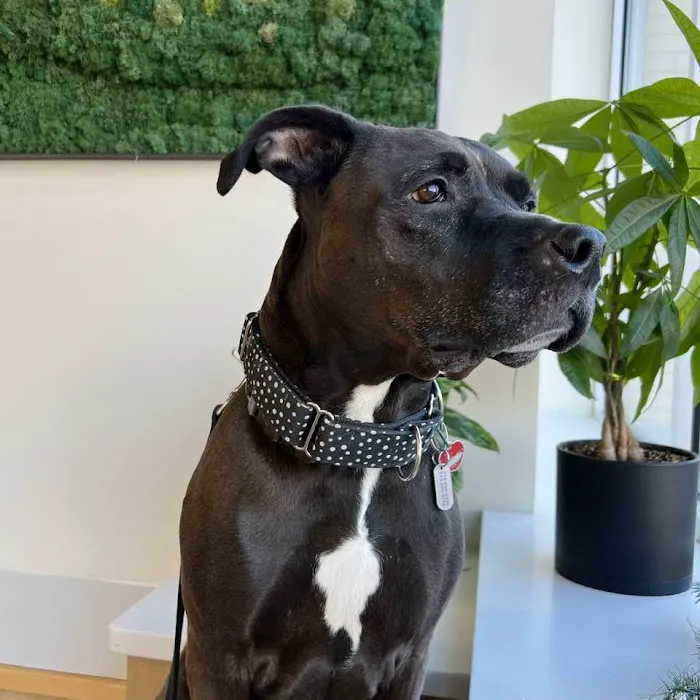 Pet Derm: Allergy, Skin, and Ear Specialists Picture 9