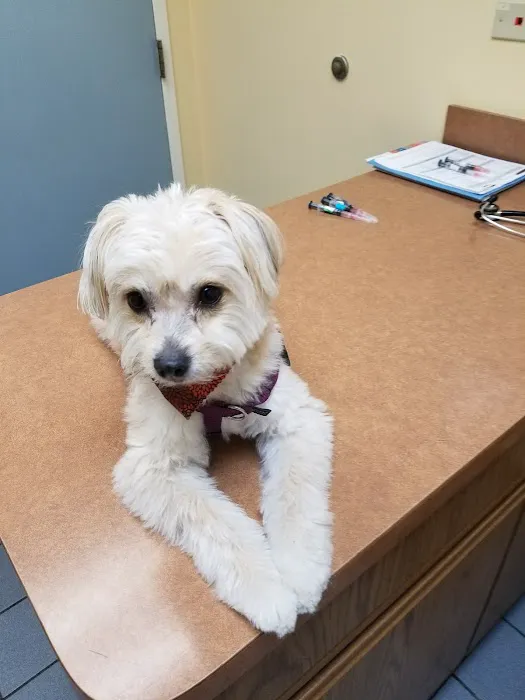 VCA Lake Shore Animal Hospital Picture 2