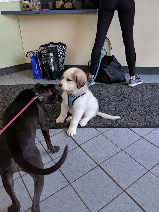VCA Lake Shore Animal Hospital Picture 4