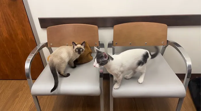 VCA Lake Shore Animal Hospital Picture 10