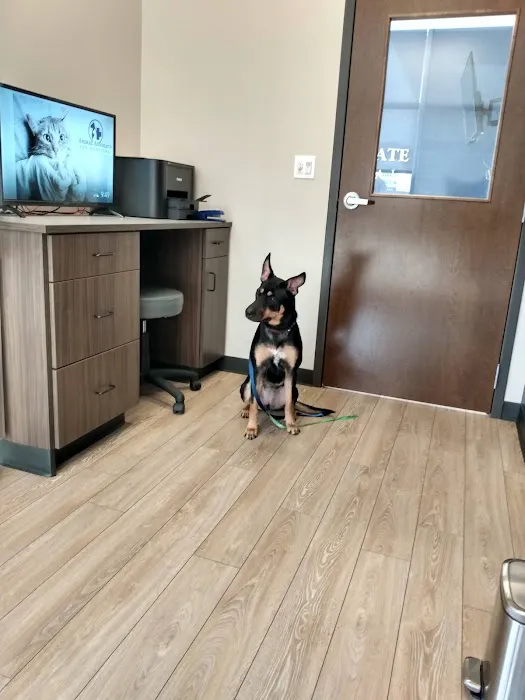 Animal Advocate Pet Hospital Picture 1