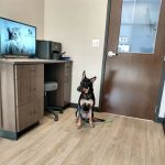 Animal Advocate Pet Hospital