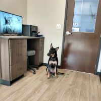 Animal Advocate Pet Hospital ico