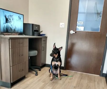 Animal Advocate Pet Hospital