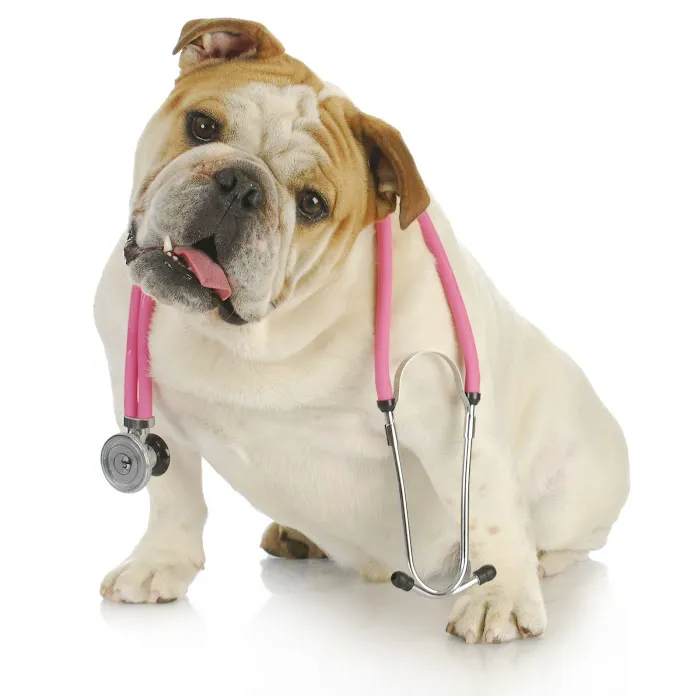 Animal Advocate Pet Hospital Picture 5