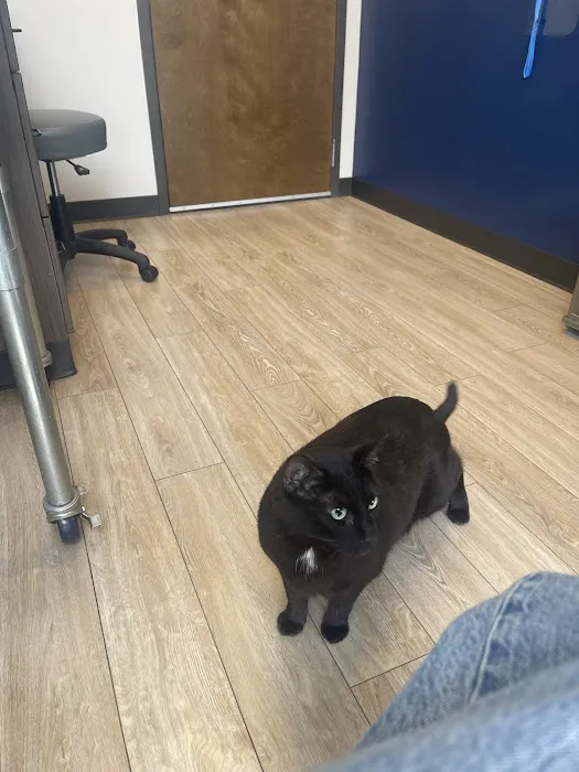 Animal Advocate Pet Hospital Picture 8