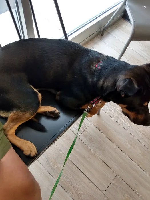 Animal Advocate Pet Hospital Picture 9