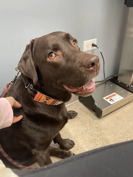 Partners Animal Hospital West Loop Picture 4