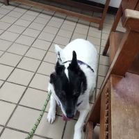 El Paso Veterinary Hospital ico