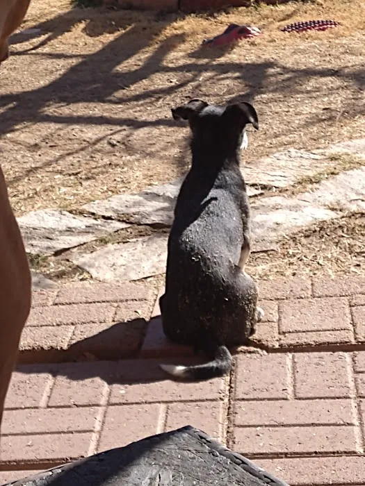 El Paso Veterinary Hospital Picture 6
