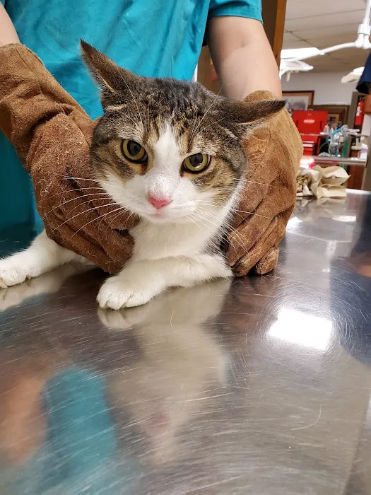 El Paso Veterinary Hospital Picture 3
