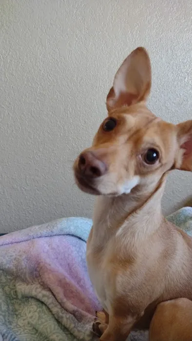 El Paso Veterinary Hospital Picture 9