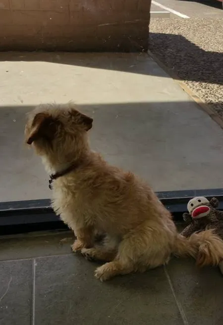 Holy Family Pet Care Picture 9