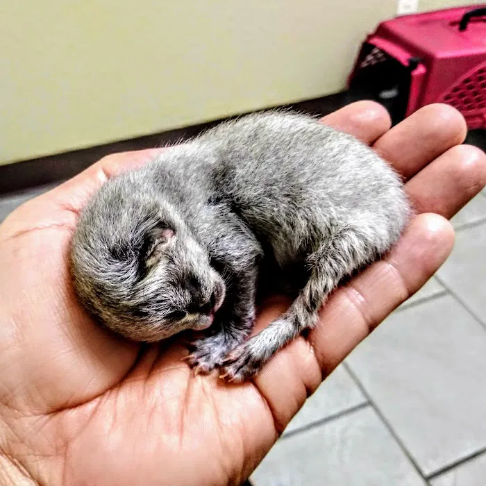 Holy Family Pet Care Picture 10