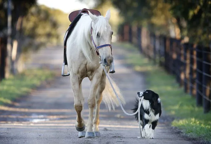 Jenson Equine Hospital Picture 1