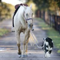 Jenson Equine Hospital ico