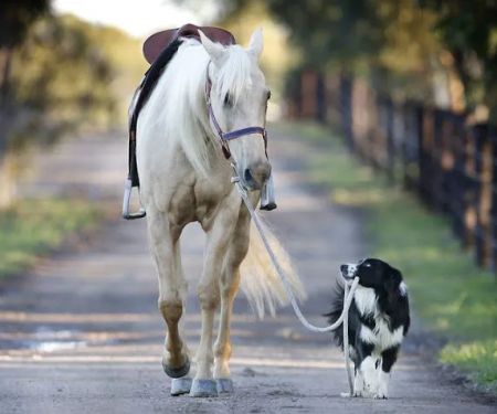 Jenson Equine Hospital