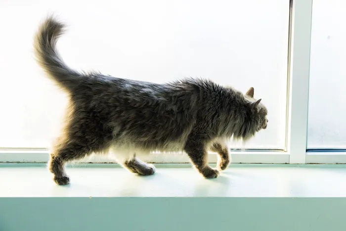 Madison Street Animal Hospital Picture 2