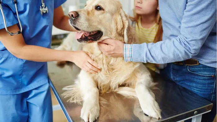Madison Street Animal Hospital Picture 1