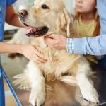 Madison Street Animal Hospital