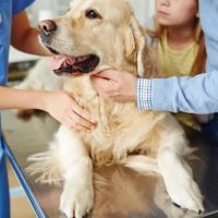 Madison Street Animal Hospital ico