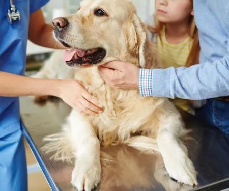 Madison Street Animal Hospital