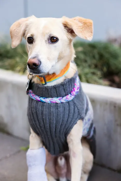 Madison Street Animal Hospital Picture 6