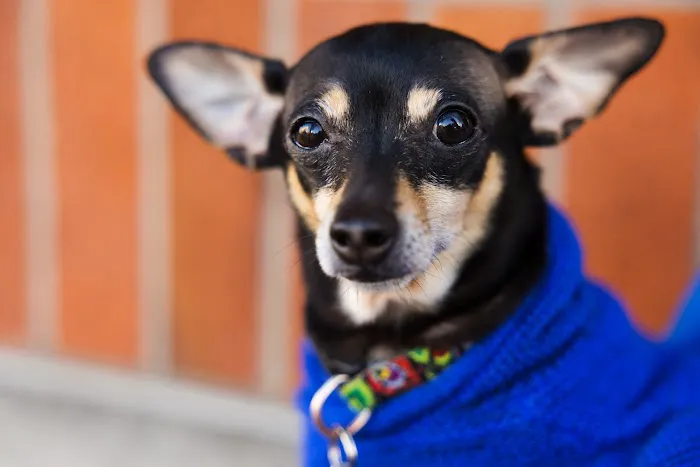 Madison Street Animal Hospital Picture 8