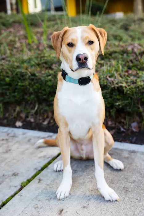 Madison Street Animal Hospital Picture 9