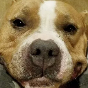Banfield Pet Hospital Picture 8