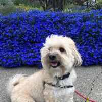 Mercer Street Veterinary Hospital ico