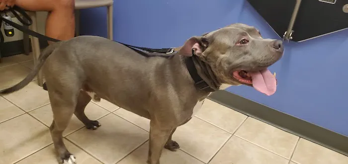 Eastlake Veterinary Hospital Picture 2