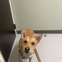 Atlantic Veterinary Hospital ico