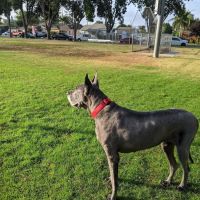 Uptown Animal Hospital Inc ico