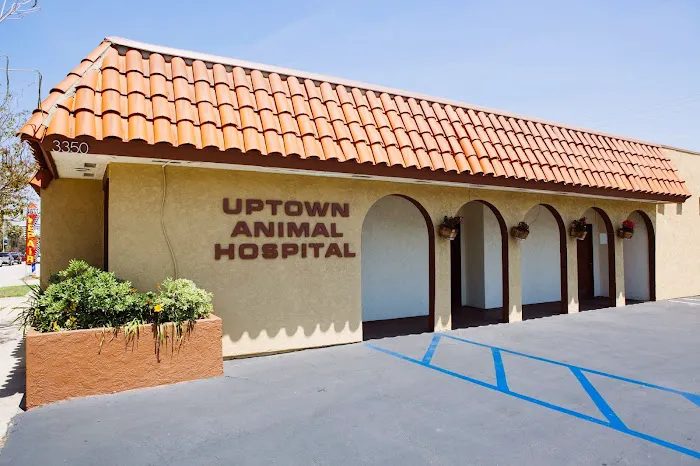 Uptown Animal Hospital Inc Picture 2