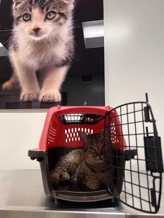 Primary Care Animal Hospital - Bixby Knolls Picture 1