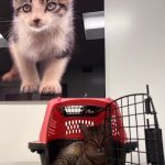 Primary Care Animal Hospital - Bixby Knolls