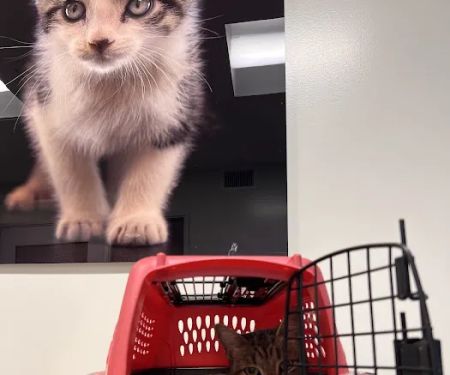Primary Care Animal Hospital - Bixby Knolls