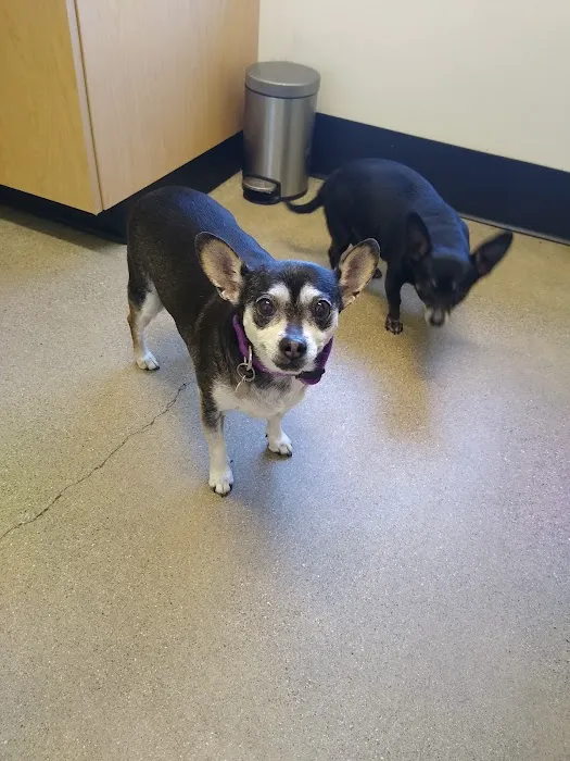 Primary Care Animal Hospital - Bixby Knolls Picture 6