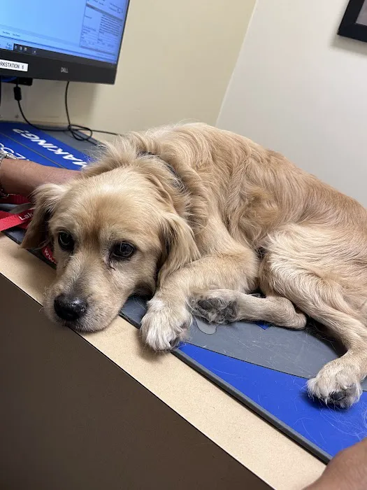 Long Beach Animal Hospital Picture 5