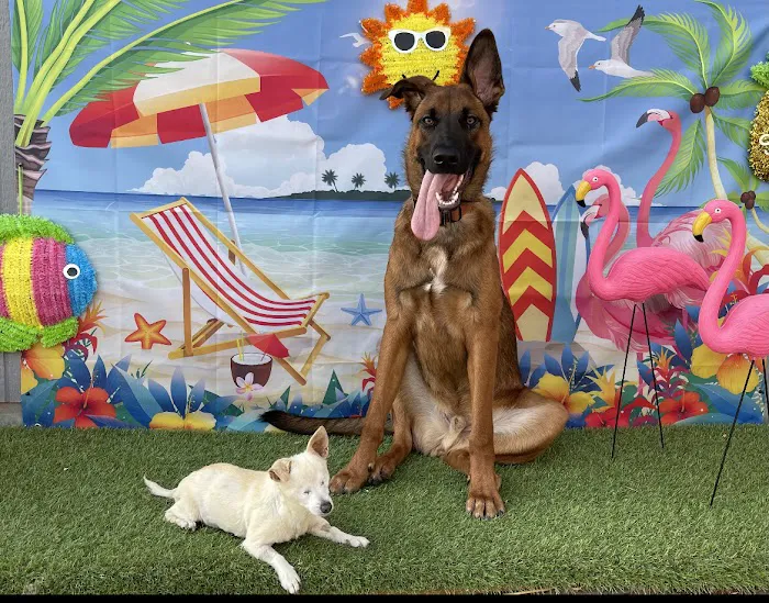 Long Beach Animal Emergency Picture 1