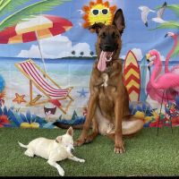Long Beach Animal Emergency ico