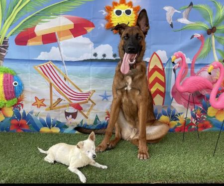 Long Beach Animal Emergency