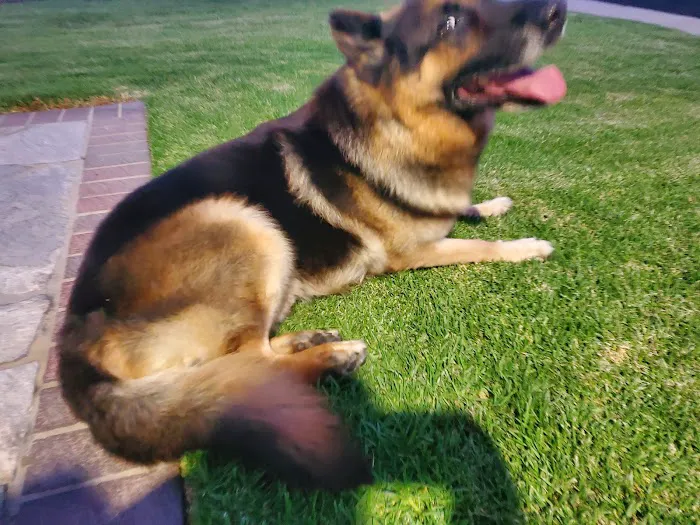 Long Beach Animal Emergency Picture 4