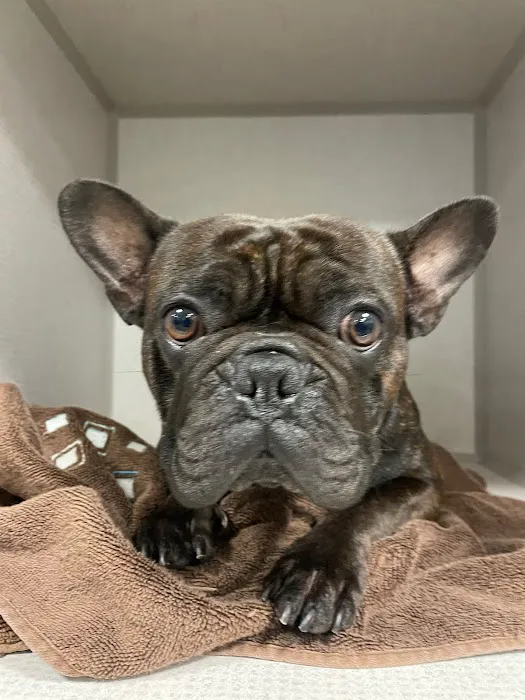 Long Beach Animal Emergency Picture 6