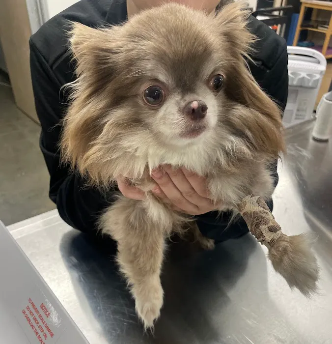 Long Beach Animal Emergency Picture 7
